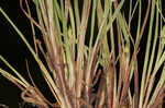 Peninsula sedge